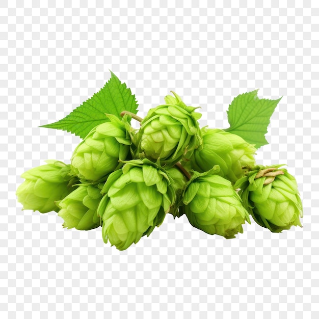 PSD close up of green hop cones with leaves on isolated background