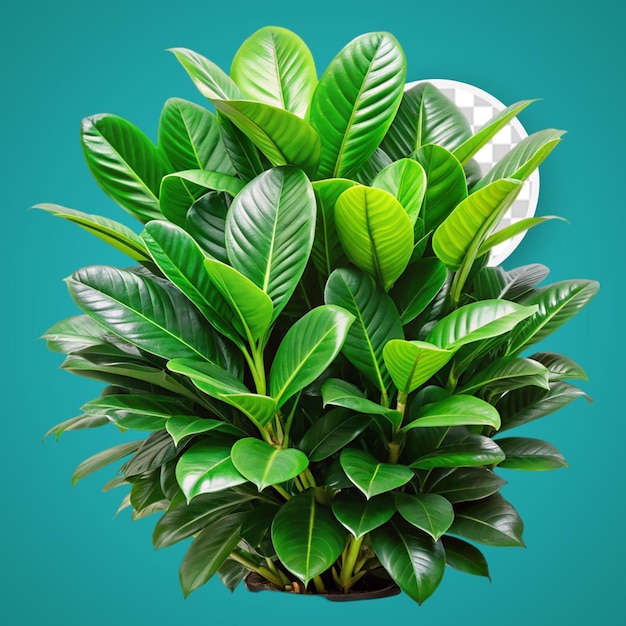 PSD close up of green tropical leaves