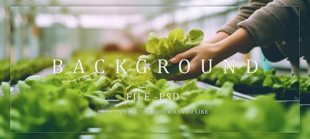 PSD close up of hands holding green lettuce plants in a greenhouse