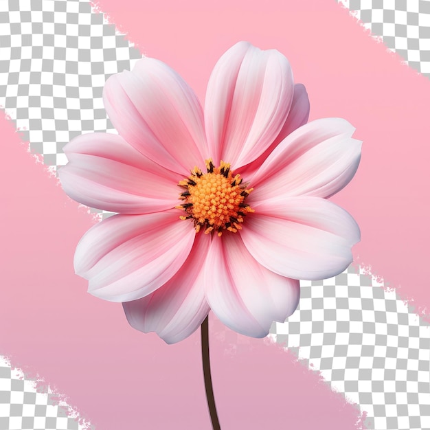 Close up image of a pink bloom transparent background