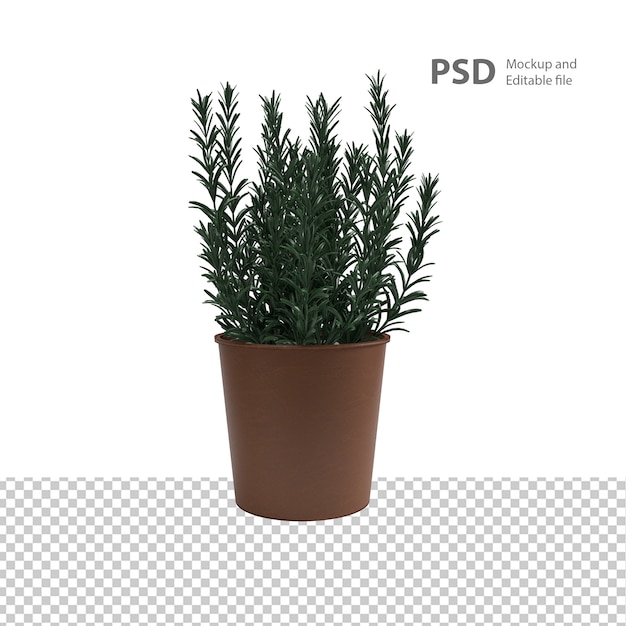 Close up on plant isolated 