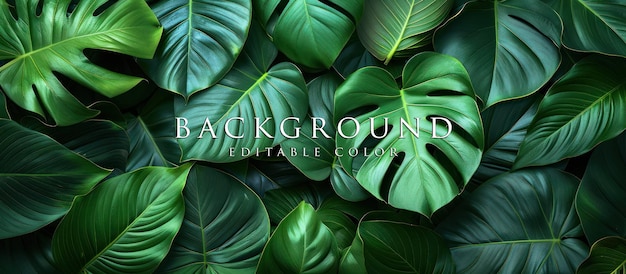 PSD close up of tropical green leaves for background