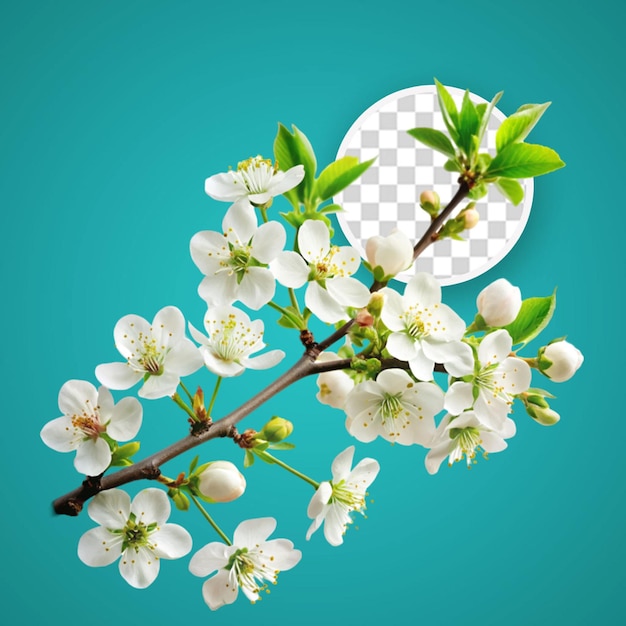 PSD close up of white flowers in spring on an apple tree