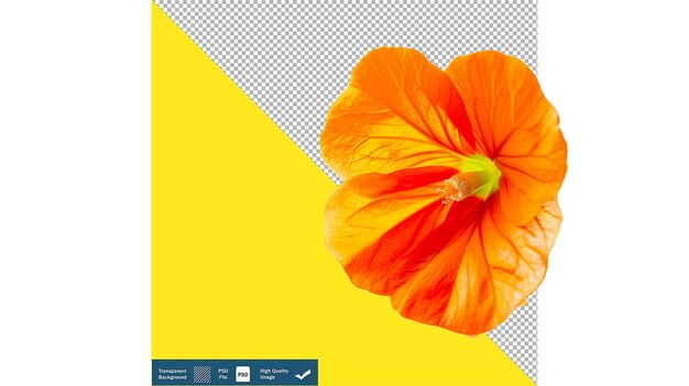 Closeup of Beautiful Nasturtium Flower Floral Photography transparent background PNG PSD