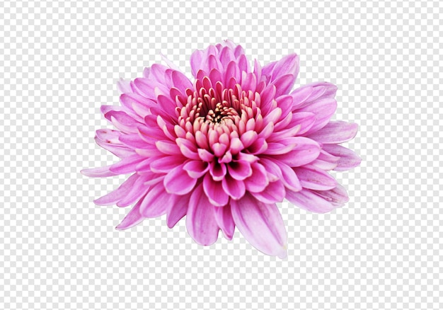 Closeup of a Dahlia pink flower with transparency background floral