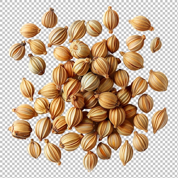 closeup of dried coriander seeds isolated on white