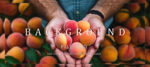 Closeup of Hands Holding Fresh Peaches