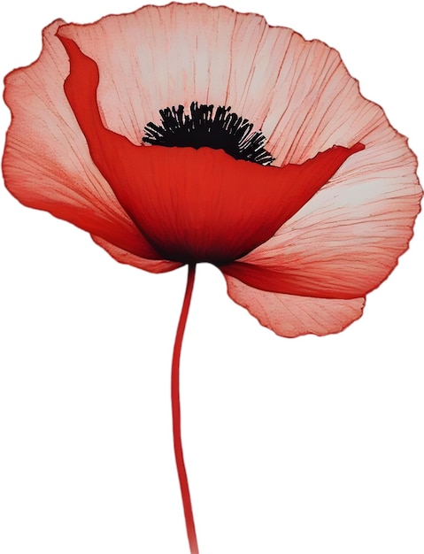 Closeup painting of poppy flowers