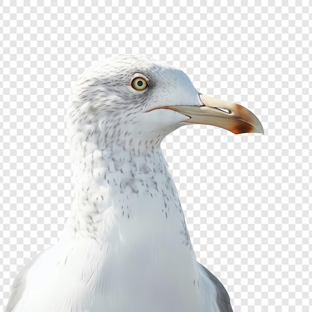 PSD closeup portrait of a seagull