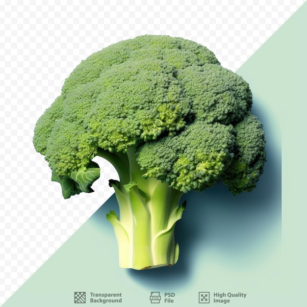 Closeup of transparent background with fresh broccoli