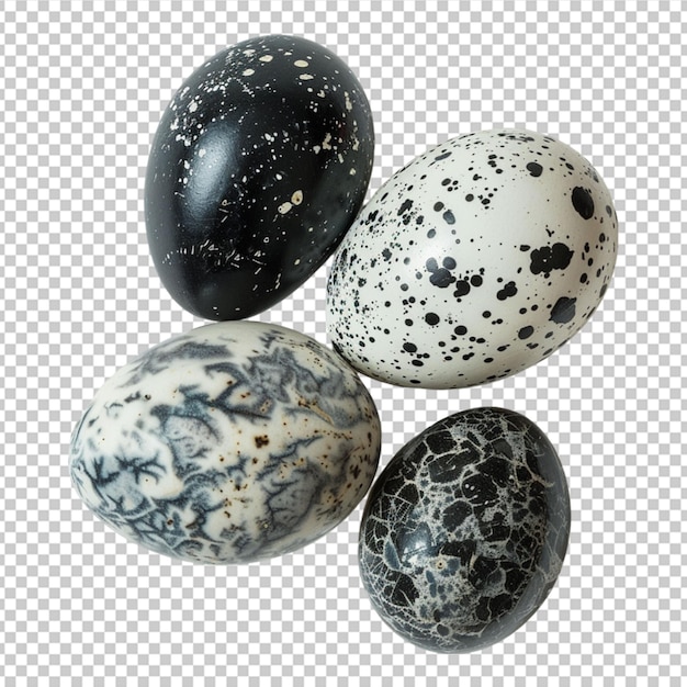 Closeup View Koel Eggs on white background