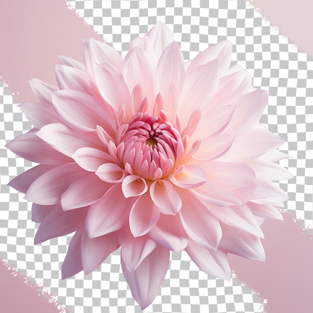 Closeup view of a pink flower against a transparent background