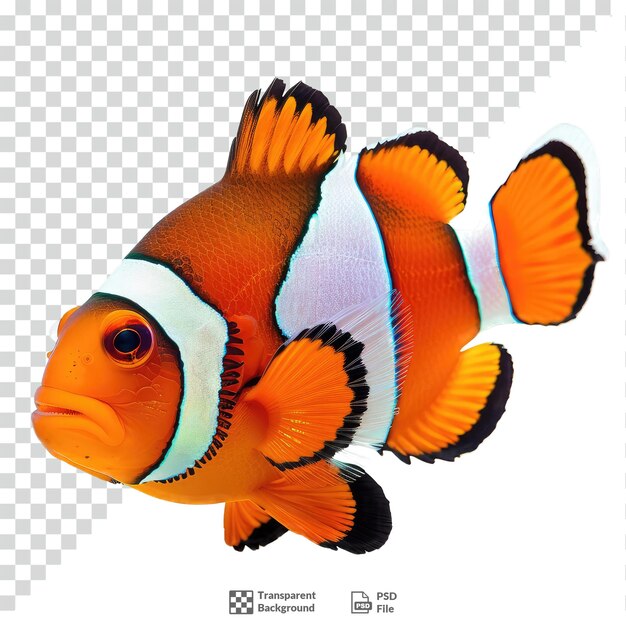 PSD clown fish transparent background