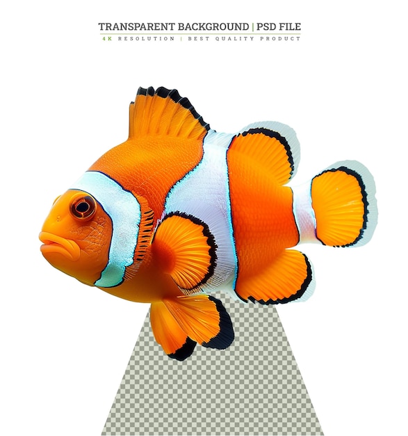 PSD clown fish white background