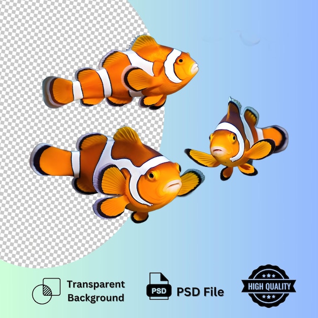 Clownfish Family isolated on transparent background with ultra layer