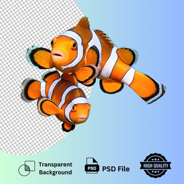 Clownfish Family isolated on transparent background with ultra layer