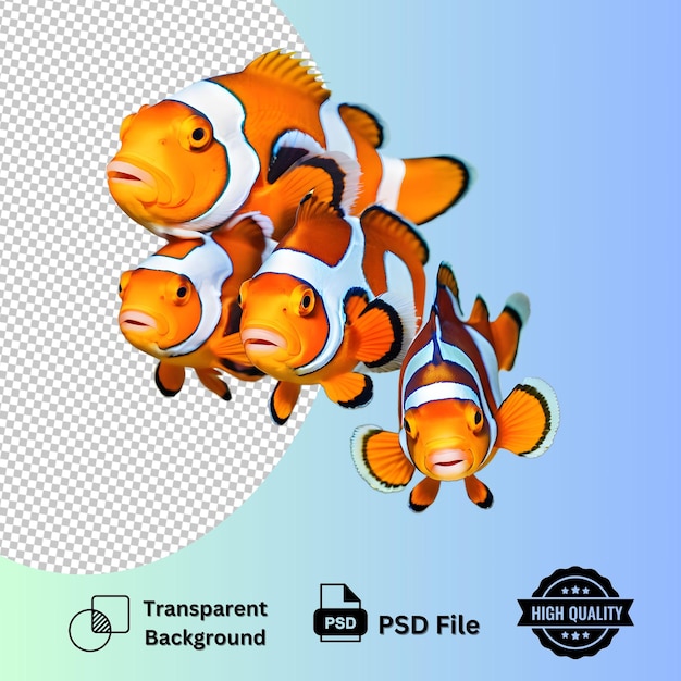 Clownfish Family isolated on transparent background with ultra layer