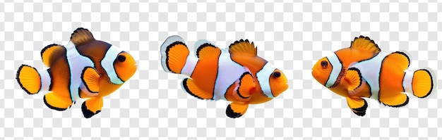 PSD clownfish full body isolate on transparency background png