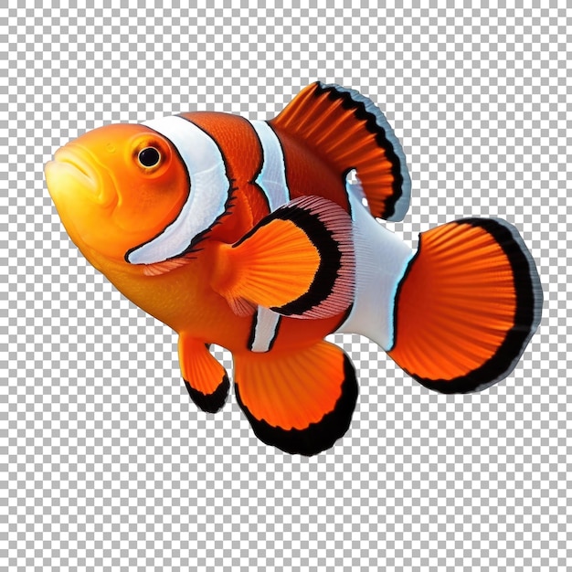 Clownfish isolated on transparent background