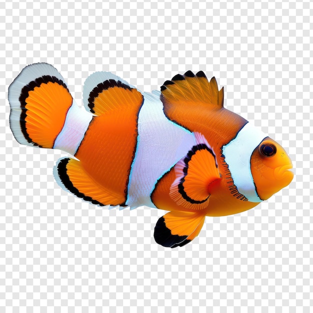 Clownfish side view full body isolate on transparency background