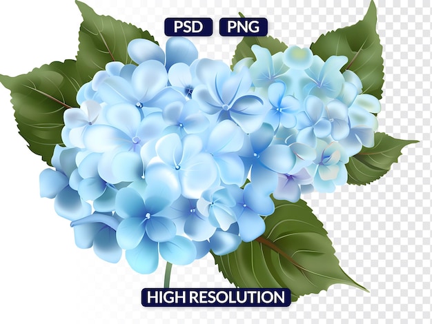 PSD cluster of blue hydrangeas with green leaves isolated on transparent background