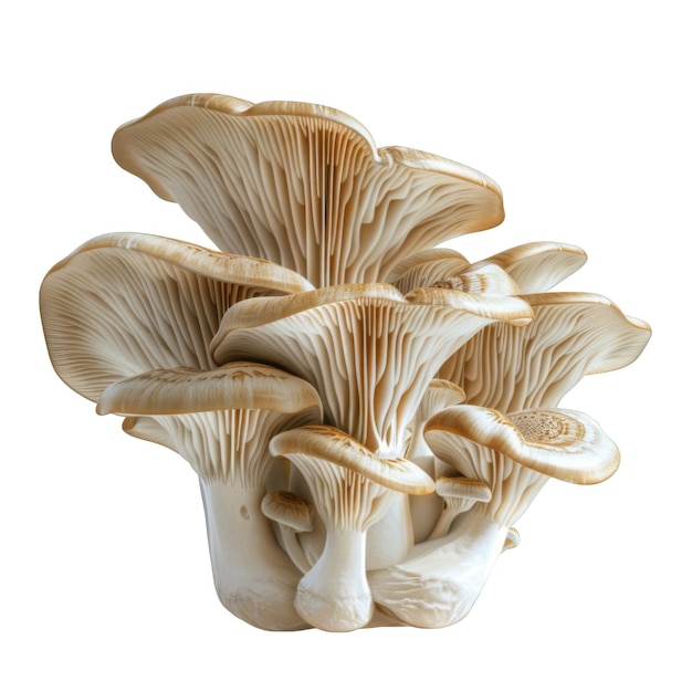 A Cluster of CreamColored Oyster Mushrooms