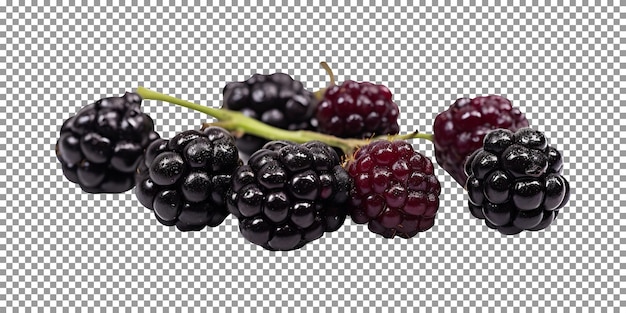 Cluster of fresh blackberries isolated on transparent background