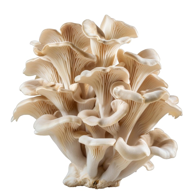 PSD a cluster of fresh oyster mushrooms