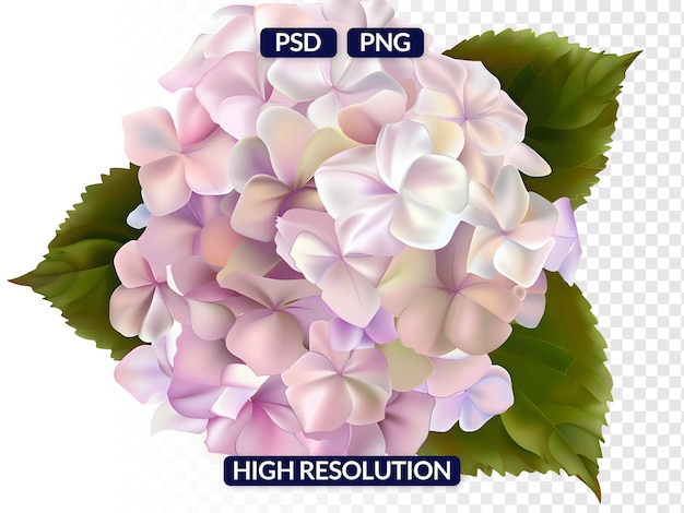 Cluster of Hydrangea Flowers in Pale Pink to Light Purple Isolated on Transparent Background