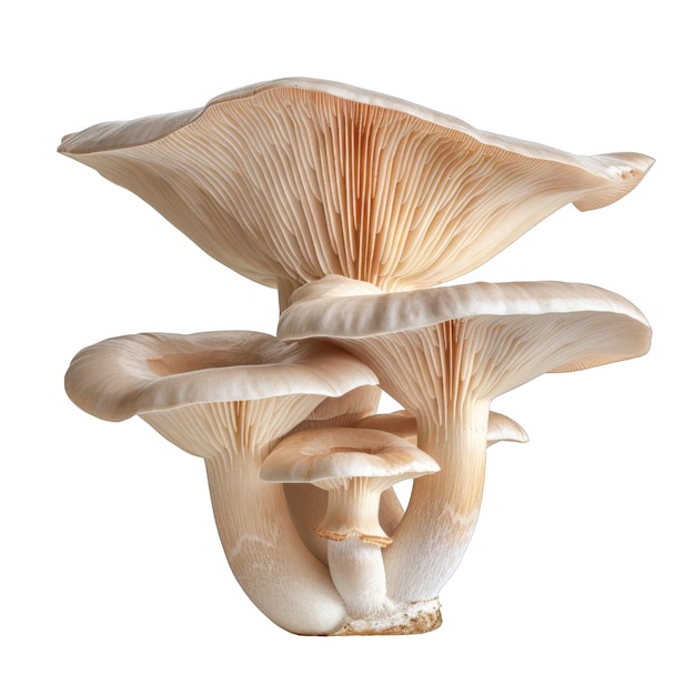 A Cluster of Oyster Mushrooms Against