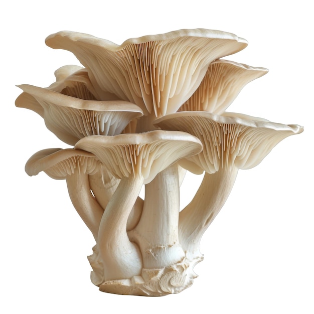 Cluster of oyster mushrooms with intricate gills