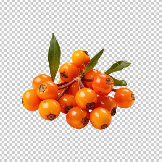 Cluster of sea buckthorn berries with leaves