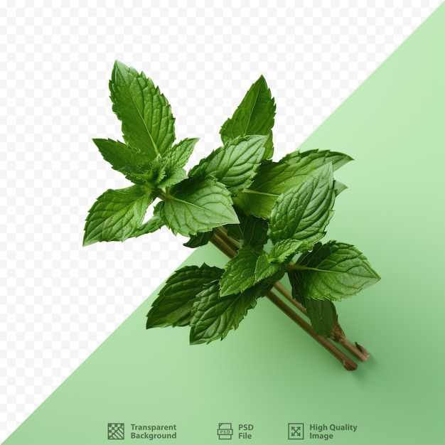 a cluster of spearmint on a transparent background