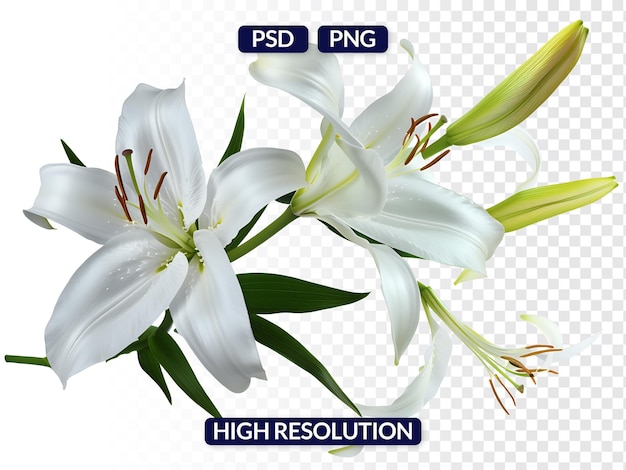 Cluster of White Lilies in Various Stages of Bloom Isolated on Transparent Background