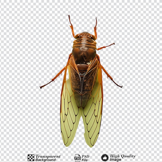 Cocada isolated on transparent background