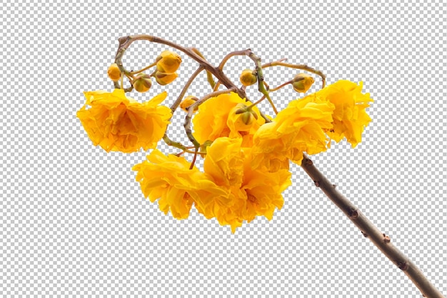 Cochlospermum regium flowers on isolated transparency background