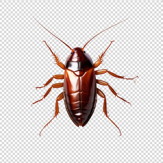 Cockroach isolated on transparent background