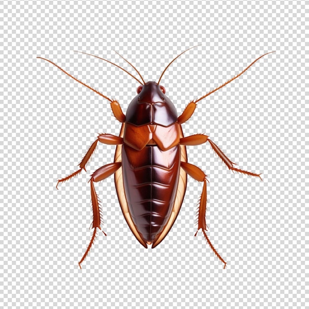 Cockroach isolated on transparent background