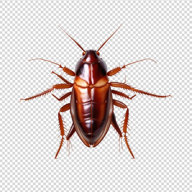 Cockroach isolated on transparent background