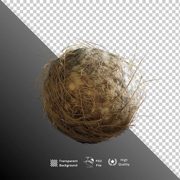 PSD coconut isolated on transparent background