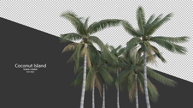 Coconut tree in 3d rendering isolated