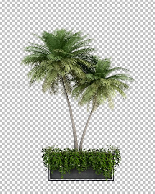 Coconut tree in 3d rendering isolated