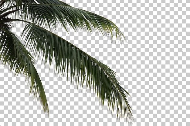 Coconut tree foreground