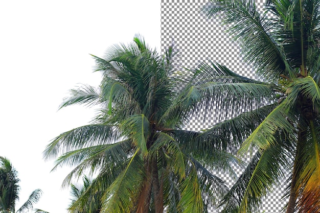 coconut tree isolation on transparent background