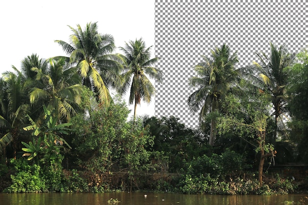 coconut trees isolation on transparent background