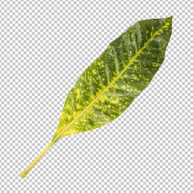 Codiaeum variegatum leaf isolated rendering