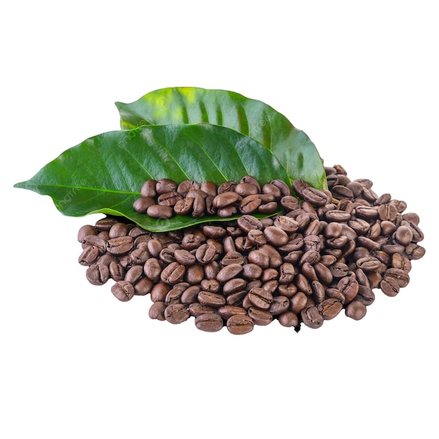 coffee beans and coffee beans are laid out on a white background