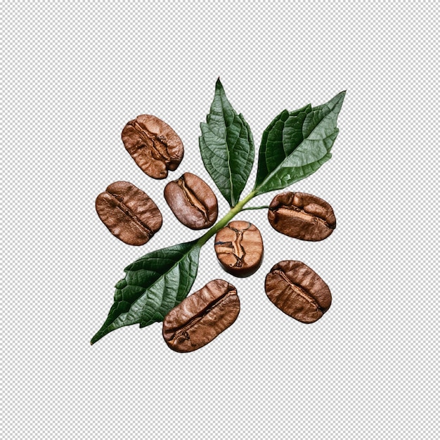 PSD coffee beans with leaves that say coffee on transparent background