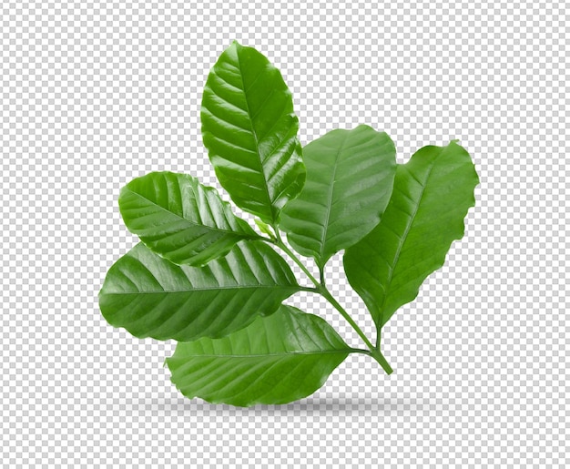 Coffee leaves isolated on alpha layer