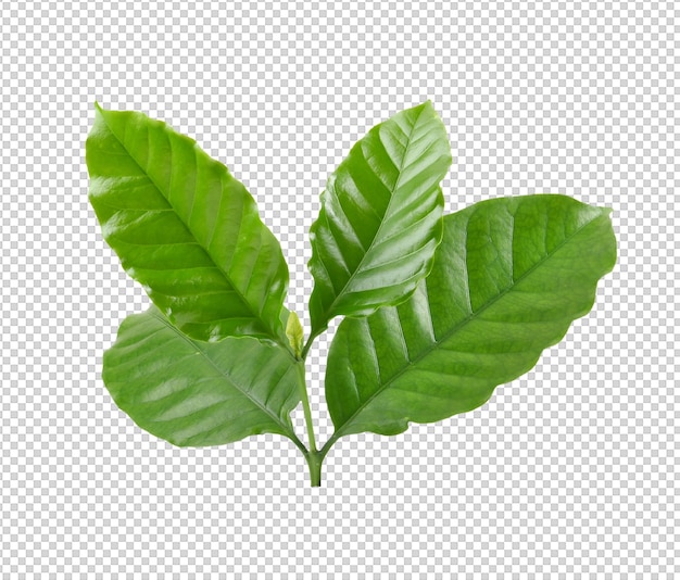 Coffee leaves isolated on alpha layer